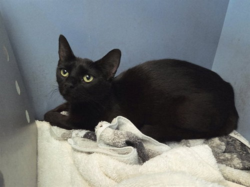 UMBRA, Adult Domestic Short Hair (medium coat), cat for adoption in San Rafael, California