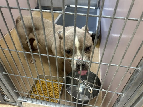 THUMPER, an adoptable Pit Bull Terrier in Martinez, CA