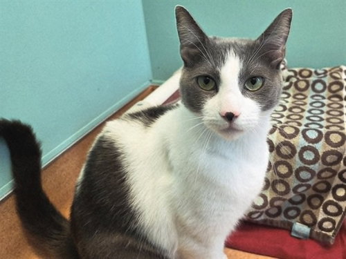 BUSTER, Adult Domestic Short Hair (medium coat), cat for adoption in San Rafael, California