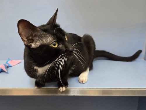 BEANIE, Young Domestic Short Hair (medium coat), cat for adoption in San Rafael, California
