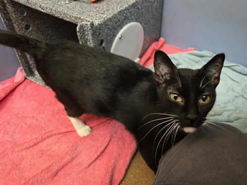 CHICKPEA, an adoptable Domestic Short Hair in Martinez, CA