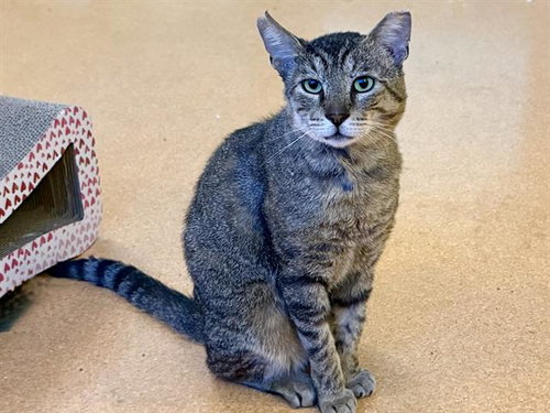 SIMON, Adult Domestic Short Hair (medium coat), cat for adoption in San Rafael, California