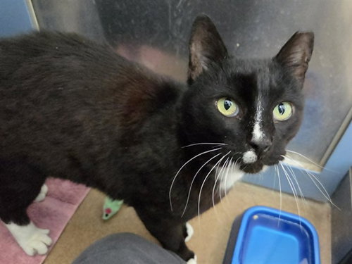DON JUAN, an adoptable Domestic Short Hair in Martinez, CA