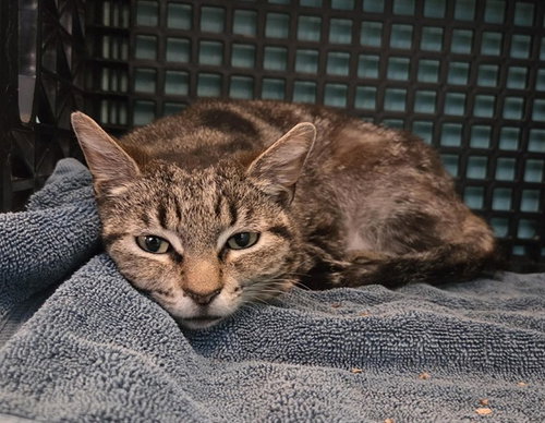 CHELSEA, Adult Domestic Short Hair (medium coat), cat for adoption in San Rafael, California