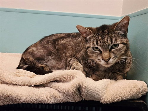 CHELSEA, Adult Domestic Short Hair (medium coat), cat for adoption in Danville, California
