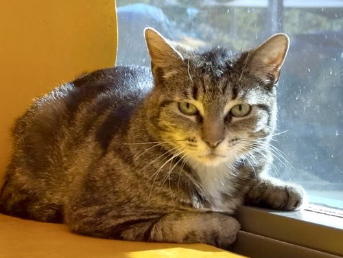 CHELSEA, Adult Domestic Short Hair (medium coat), cat for adoption in San Bruno, California