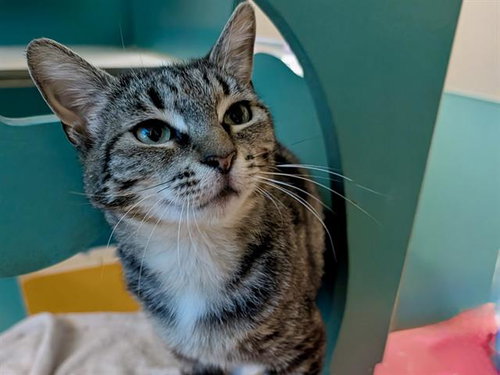CHELSEA, Adult Domestic Short Hair (medium coat), cat for adoption in San Bruno, California
