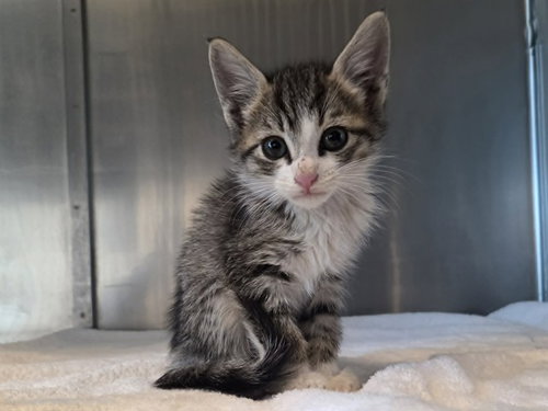 A1047383, Baby Domestic Short Hair (medium coat), cat for adoption in San Rafael, California