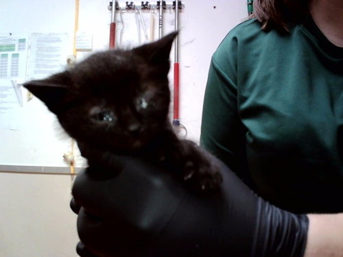 A1047388, an adoptable Domestic Short Hair in Martinez, CA