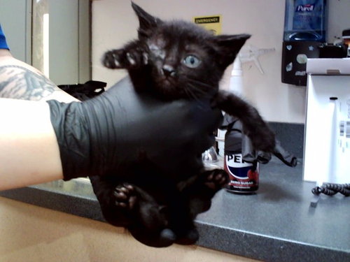 A1047389, Baby Domestic Short Hair (medium coat), cat for adoption in San Rafael, California
