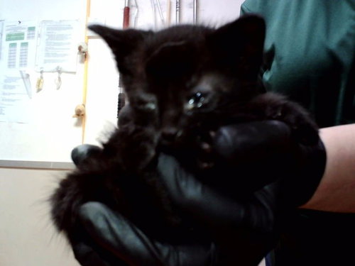 A1047390, Baby Domestic Short Hair (medium coat), cat for adoption in San Rafael, California