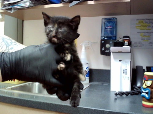 A1047391, an adoptable Domestic Short Hair in Martinez, CA
