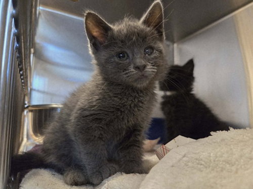 A1047411, Baby Domestic Short Hair (medium coat), cat for adoption in San Rafael, California