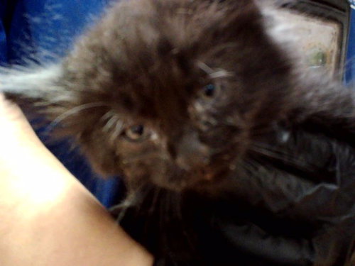 A1047412, Baby Domestic Medium Hair (medium coat), cat for adoption in San Rafael, California