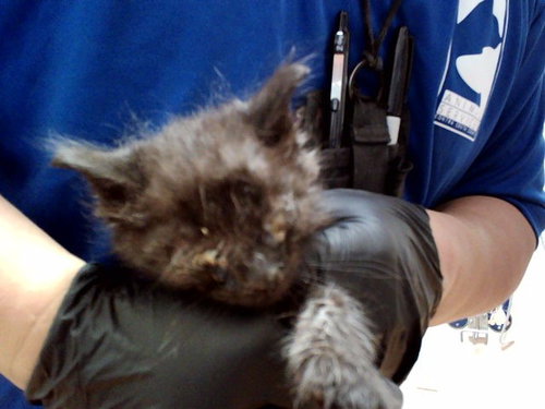 A1047414, an adoptable Domestic Medium Hair in Martinez, CA