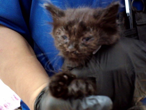 A1047415, Baby Domestic Medium Hair (medium coat), cat for adoption in San Rafael, California