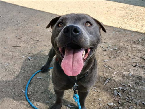 CRUZ, an adoptable Pit Bull Terrier in Martinez, CA