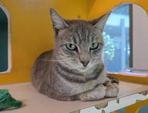 TINKERBELL, Adult Domestic Short Hair (medium coat), cat for adoption in San Rafael, California