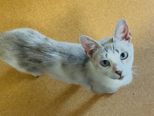 FREYJA, an adoptable Domestic Short Hair in Martinez, CA