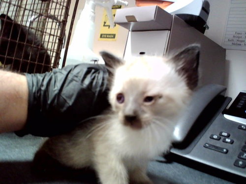 A1047574, an adoptable Domestic Short Hair in Martinez, CA