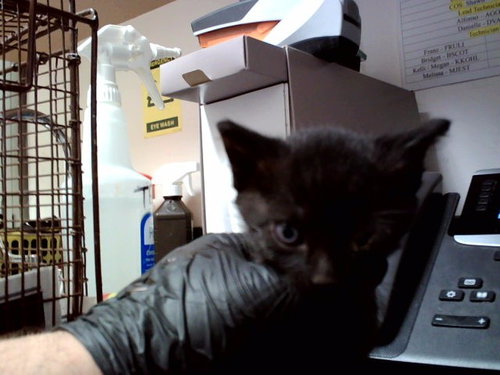 A1047575, Baby Domestic Short Hair / Mixed (medium coat), cat for adoption in San Rafael, California