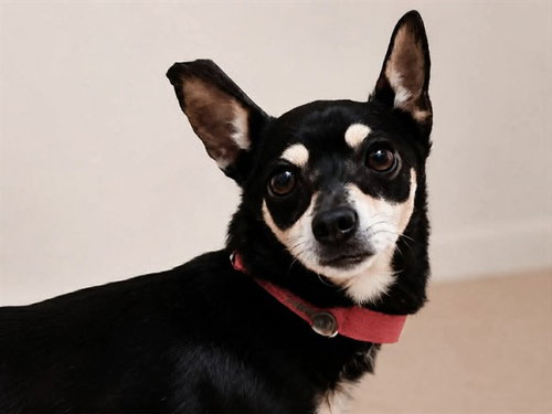 PINK PANTHER, an adoptable Chihuahua in Martinez, CA