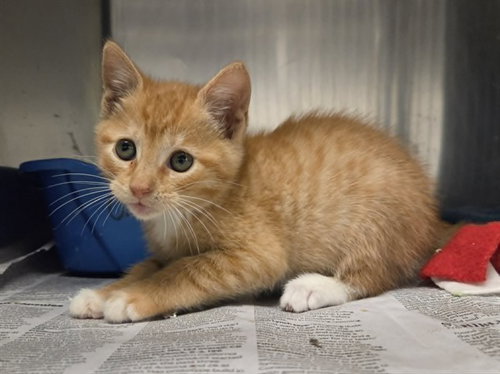 A1047397, Baby Domestic Short Hair (medium coat), cat for adoption in San Rafael, California
