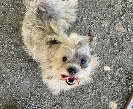 SYLVESTER, an adoptable Shih Tzu in Martinez, CA
