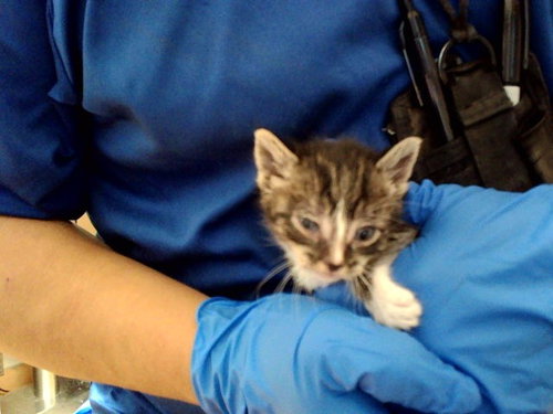 A1047603, an adoptable Domestic Short Hair in Martinez, CA