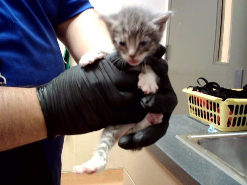 A1047605, Baby Domestic Short Hair (medium coat), cat for adoption in San Rafael, California