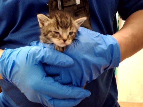 A1047606, an adoptable Domestic Short Hair in Martinez, CA