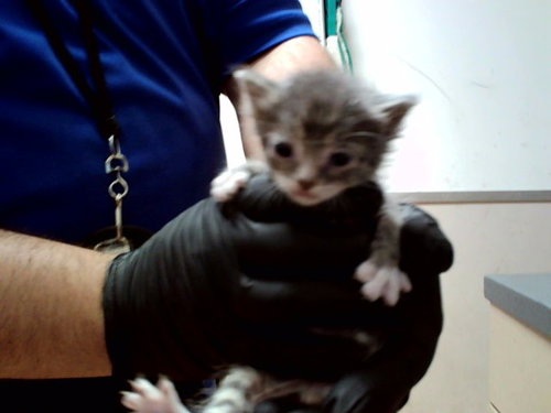 A1047607, Baby Domestic Short Hair (medium coat), cat for adoption in San Rafael, California