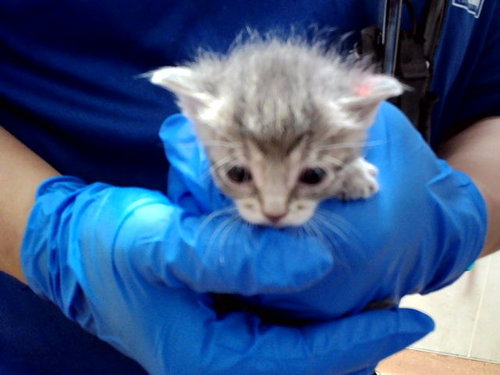 A1047608, Baby Domestic Short Hair (medium coat), cat for adoption in San Rafael, California