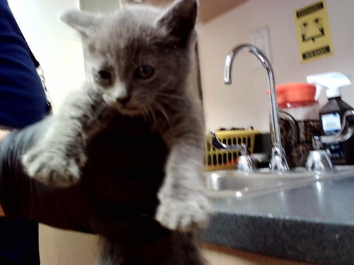 A1047634, an adoptable Domestic Short Hair in Martinez, CA