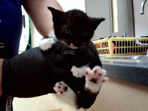 A1047636, Baby Domestic Short Hair (medium coat), cat for adoption in San Rafael, California