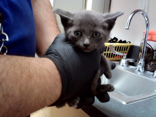 A1047637, Baby Domestic Short Hair (medium coat), cat for adoption in San Rafael, California