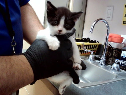 A1047638, Baby Domestic Short Hair (medium coat), cat for adoption in San Rafael, California