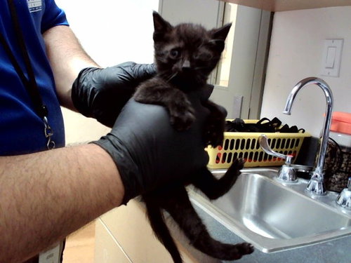 A1047639, Baby Domestic Short Hair (medium coat), cat for adoption in San Rafael, California