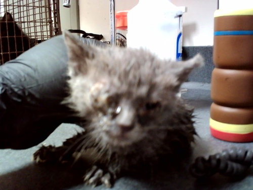 A1047556, Baby Domestic Short Hair (medium coat), cat for adoption in San Rafael, California
