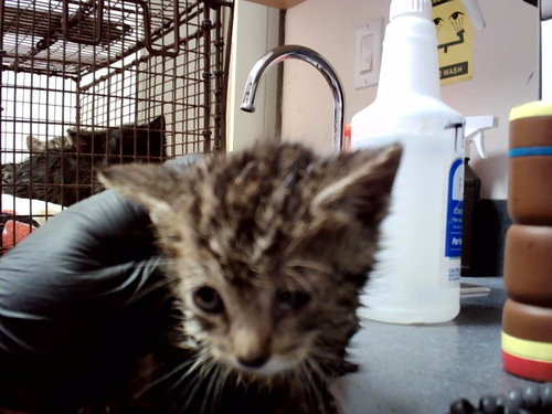 A1047559, Baby Domestic Short Hair (medium coat), cat for adoption in San Rafael, California