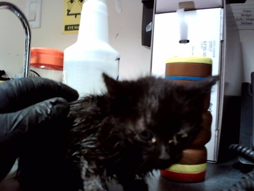 A1047560, Baby Domestic Short Hair (medium coat), cat for adoption in San Rafael, California
