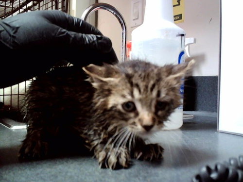 A1047561, Baby Domestic Short Hair (medium coat), cat for adoption in San Rafael, California