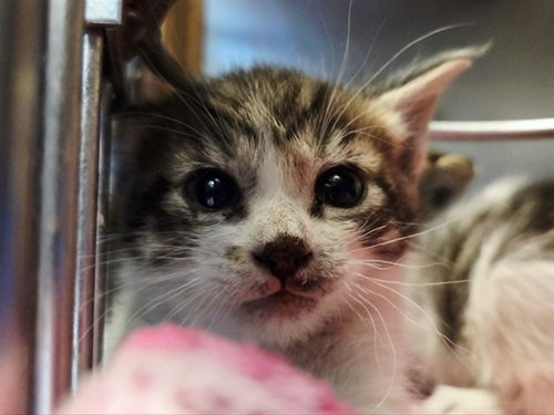 A1047644, Baby Domestic Short Hair (medium coat), cat for adoption in San Rafael, California