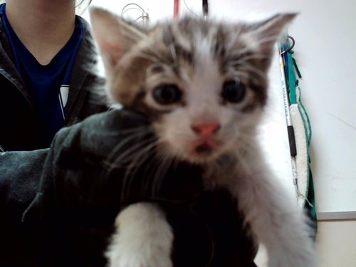 A1047646, Baby Domestic Short Hair (medium coat), cat for adoption in San Rafael, California
