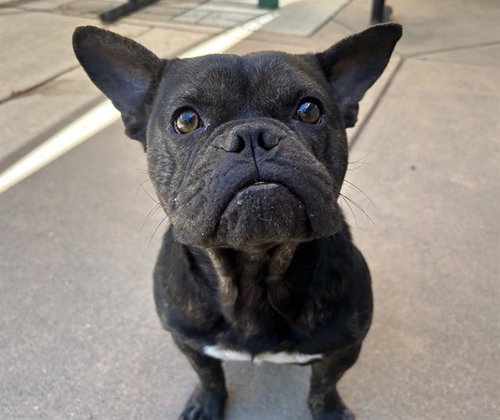 TANGO, an adoptable French Bulldog in Martinez, CA
