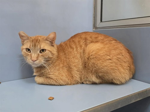 MANGO, Adult Domestic Short Hair (medium coat), cat for adoption in San Rafael, California