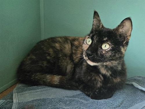 S'MORES, Young Domestic Short Hair (medium coat), cat for adoption in San Rafael, California