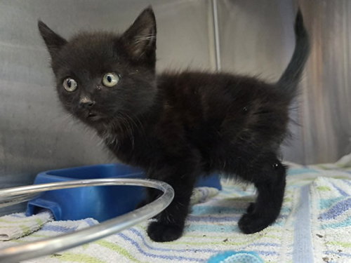 A1047744, Baby Domestic Medium Hair (medium coat), cat for adoption in San Rafael, California