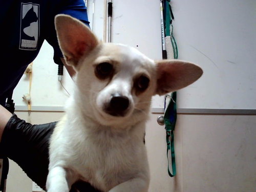 STEVE MARTIN, an adoptable Chihuahua in Martinez, CA