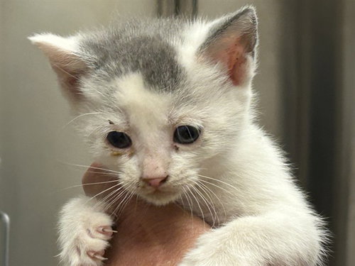 A1047779, an adoptable Domestic Short Hair in Martinez, CA